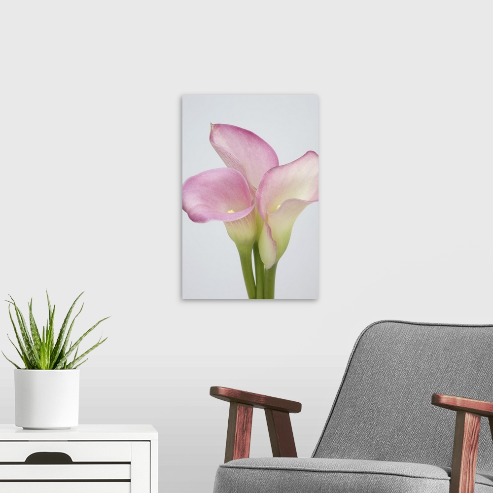 A modern room featuring Pink Calla Lilies