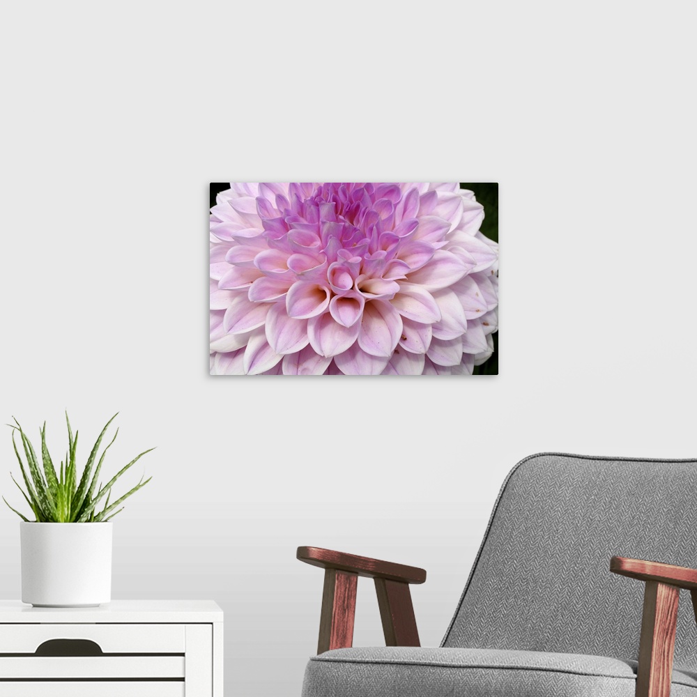 A modern room featuring Pink dahlia flower close up Butchart Gardens Victoria British Columbia Canada