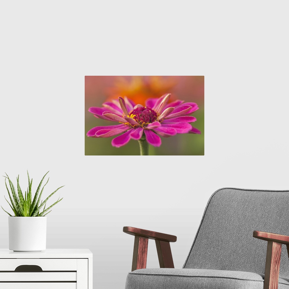 A modern room featuring Pink flower in bloom