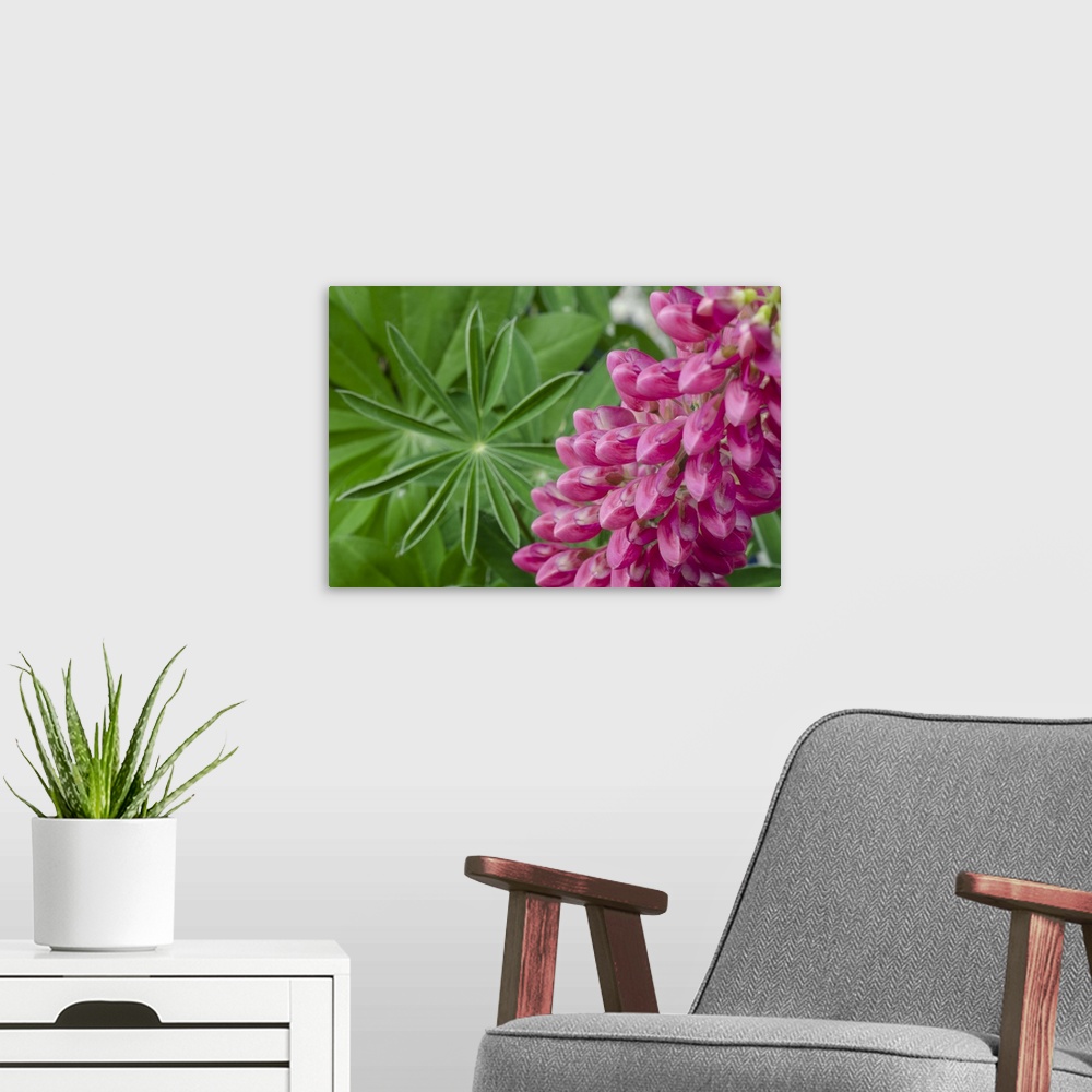 A modern room featuring Pink Lupine blossoms