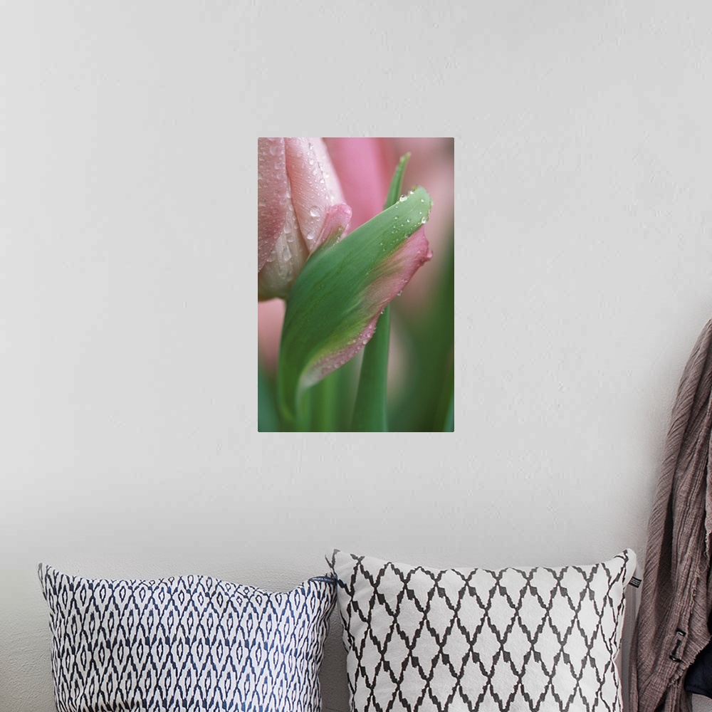 A bohemian room featuring Pink tulip close-up, in garden.