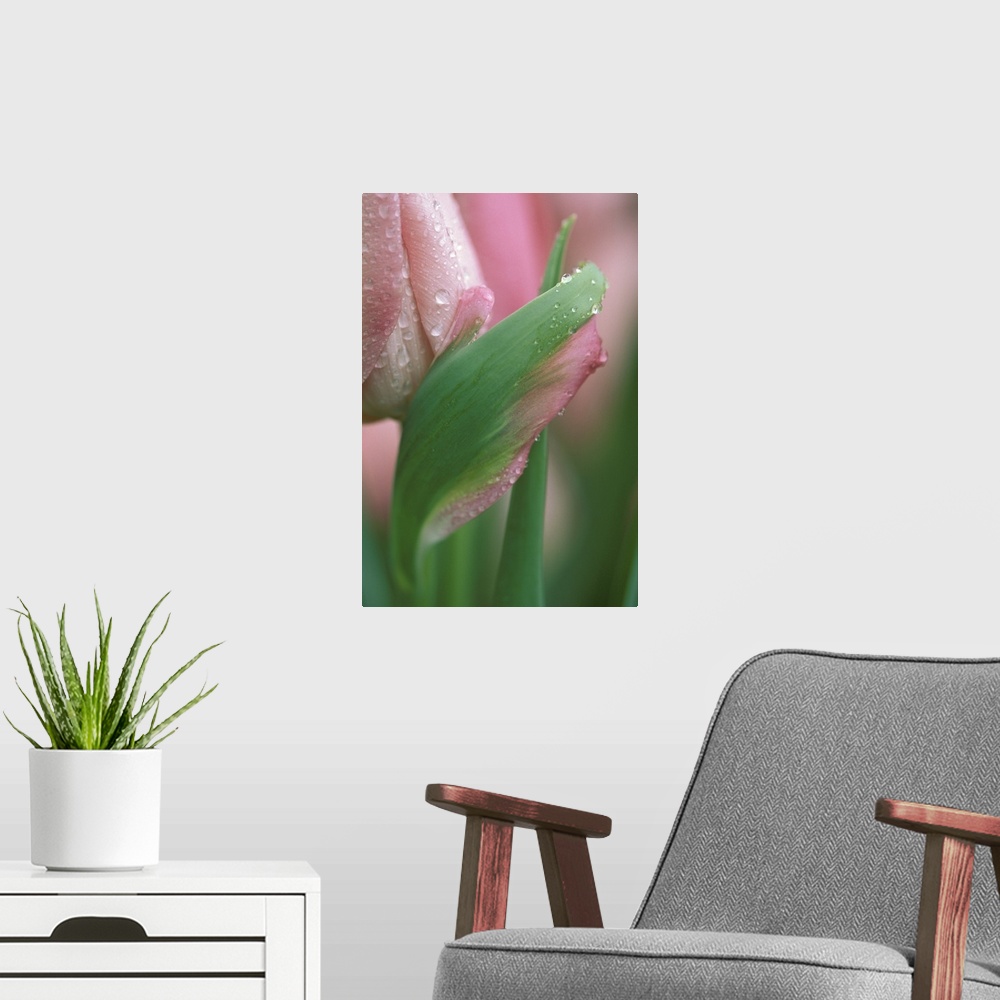 A modern room featuring Pink tulip close-up, in garden.