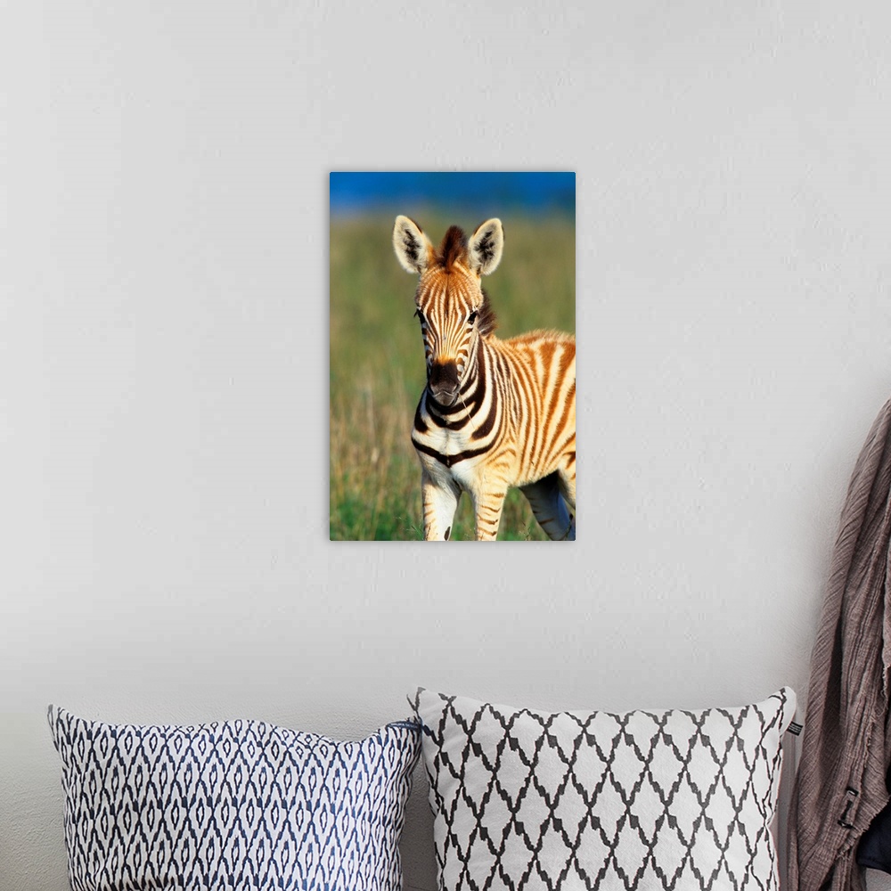 A bohemian room featuring Plains Zebra (Equus quagga) foal portrait, Tala Private Reserve, Midlands, KwaZulu-Natal, South A...