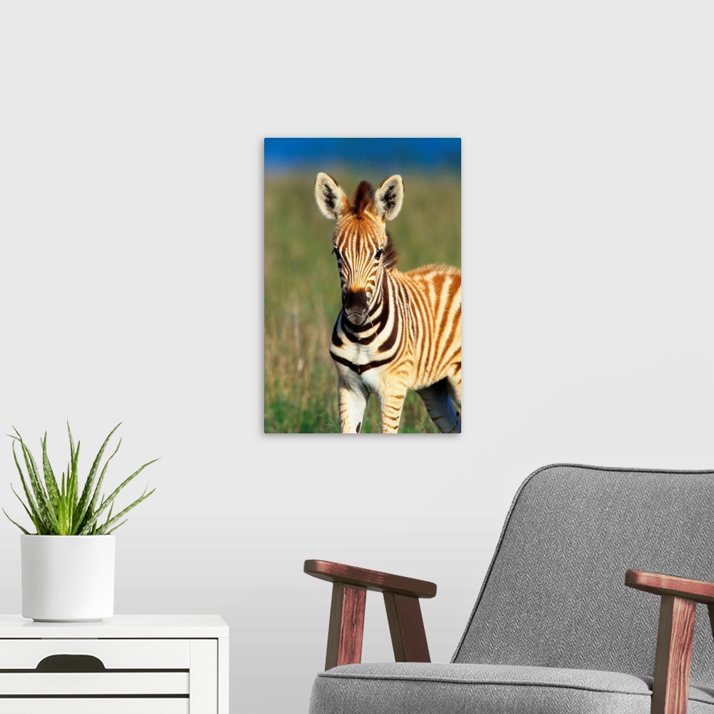 A modern room featuring Plains Zebra (Equus quagga) foal portrait, Tala Private Reserve, Midlands, KwaZulu-Natal, South A...