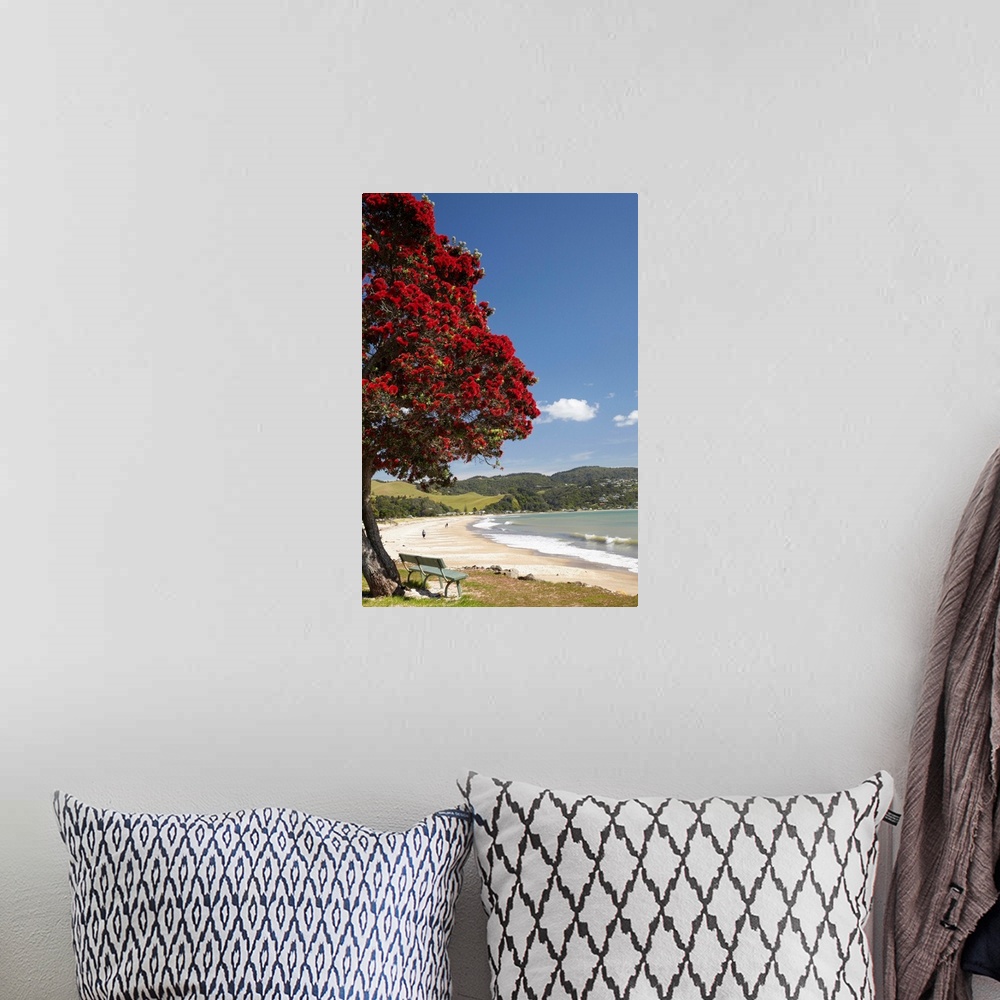 A bohemian room featuring Pohutukawa Tree and Buffalo Beach, Whitianga, Coromandel Peninsula, North Island, New Zealand