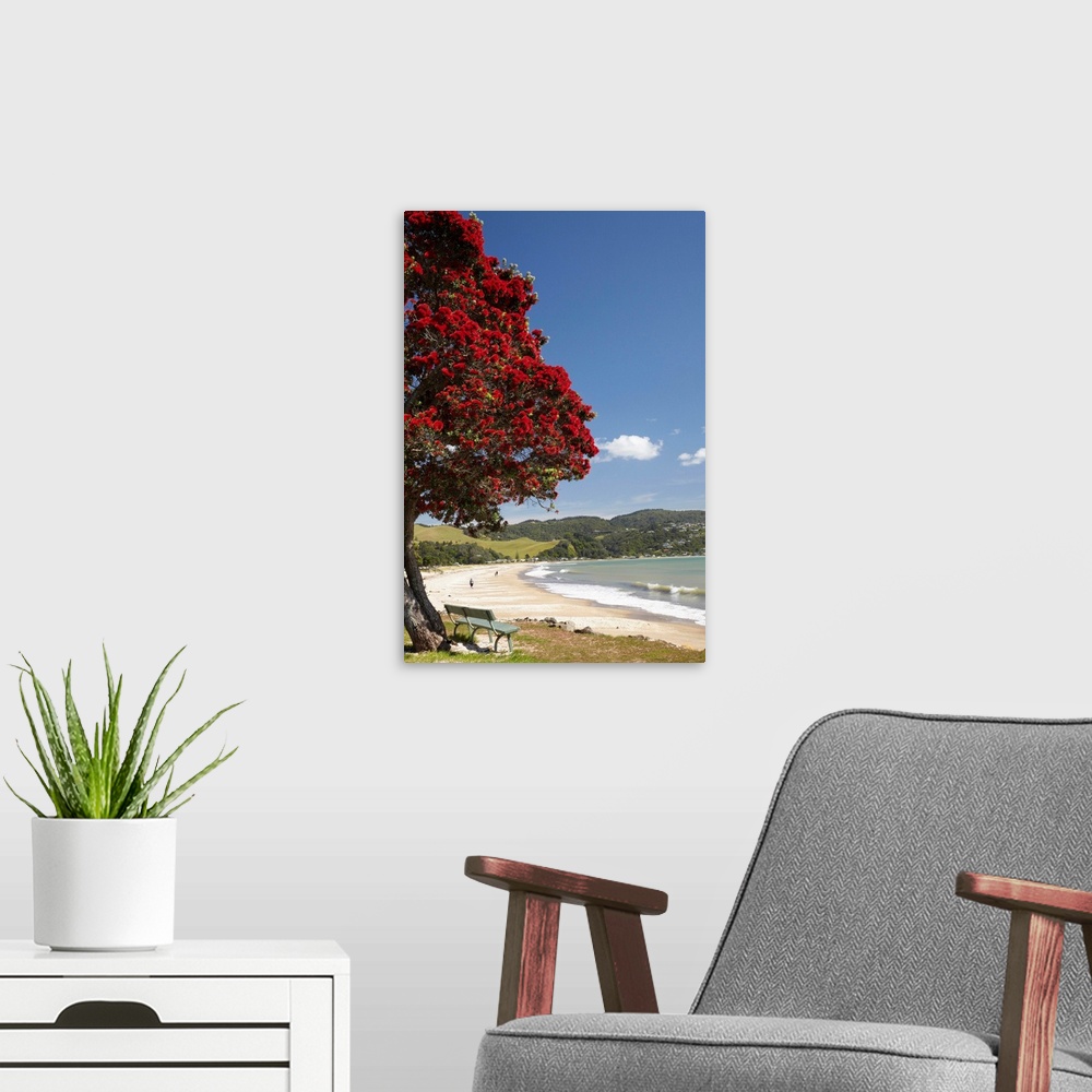 A modern room featuring Pohutukawa Tree and Buffalo Beach, Whitianga, Coromandel Peninsula, North Island, New Zealand