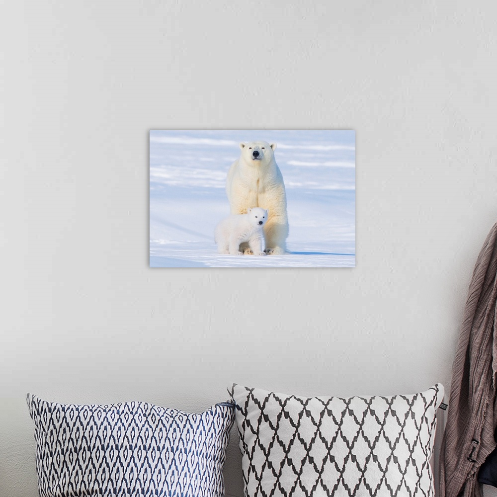A bohemian room featuring USA, Alaska, North Slope, 1002 area of the Arctic National Wildlife Refuge. Polar bear, Ursus mar...