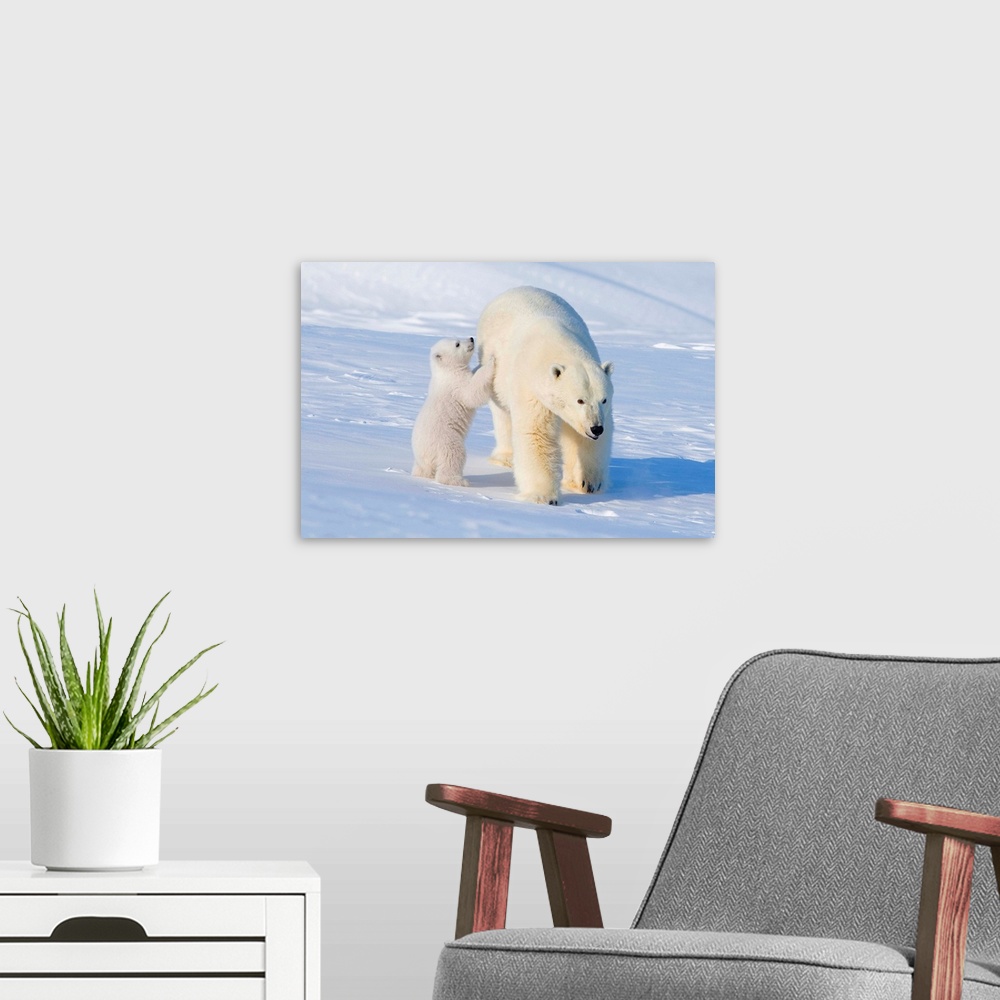 A modern room featuring USA, Alaska, North Slope, 1002 area of the Arctic National Wildlife Refuge. Polar bear, Ursus mar...