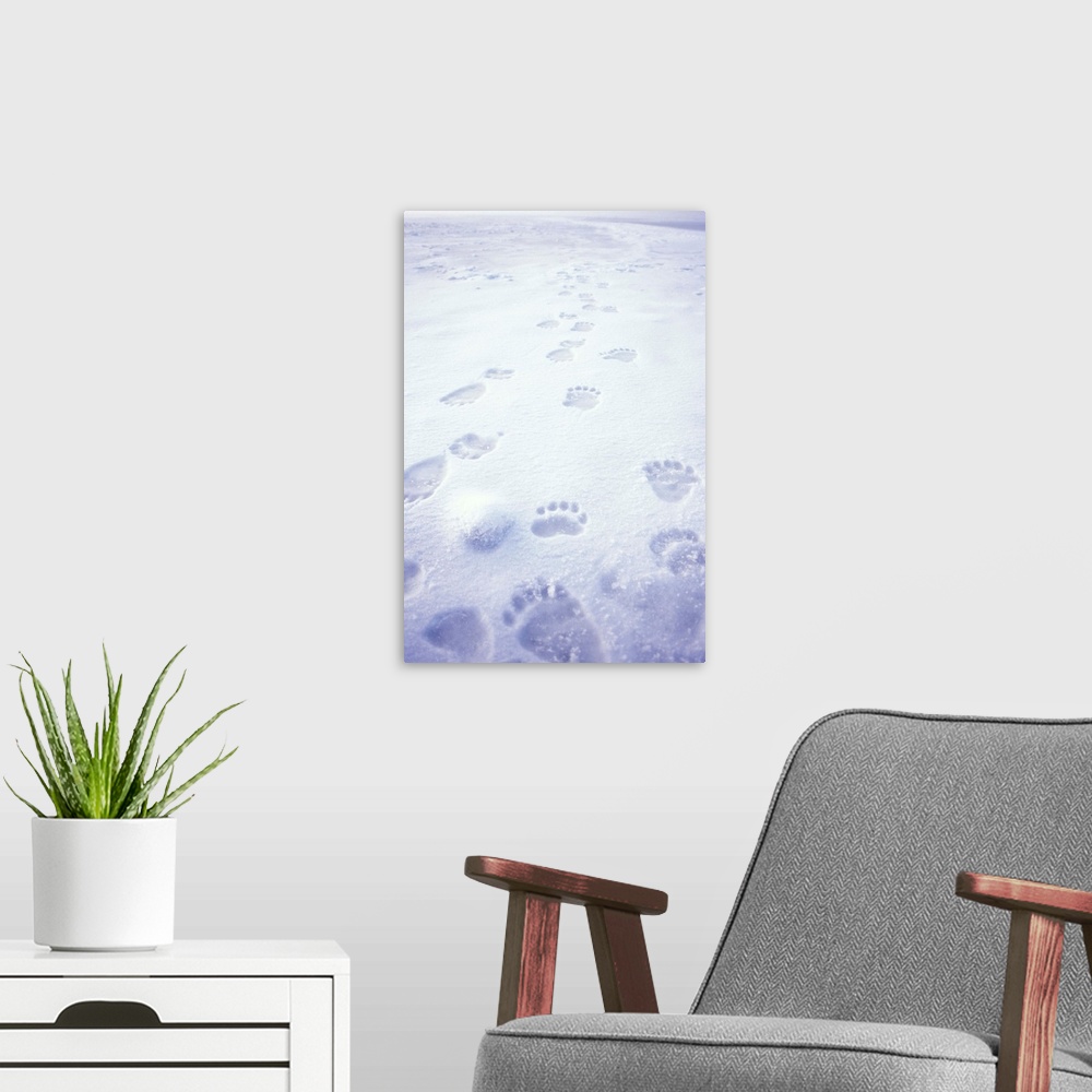A modern room featuring Polar bear (Ursus maritimus) footprints on the pack ice of the frozen coastal plain, 1002 area of...