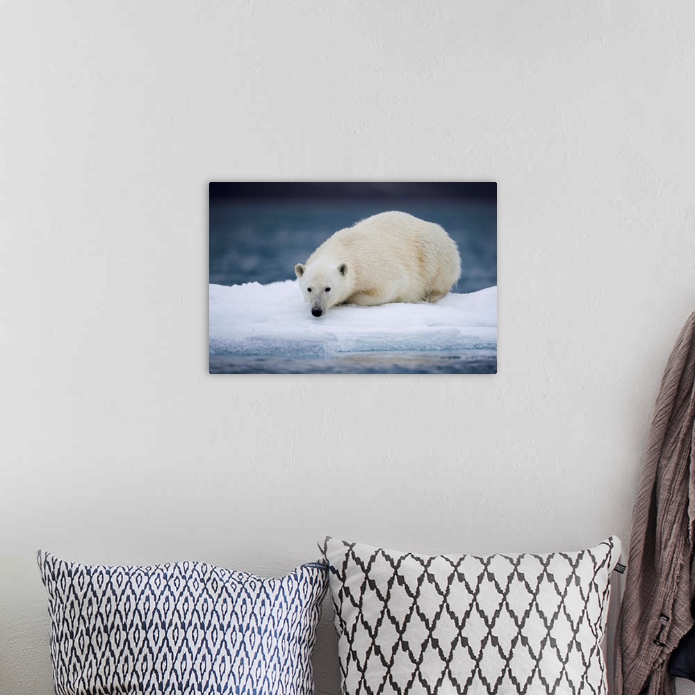 A bohemian room featuring Norway, Svalbard, Polar Bear (Ursus maritimus) resting on iceberg after swimming near Half Moon I...