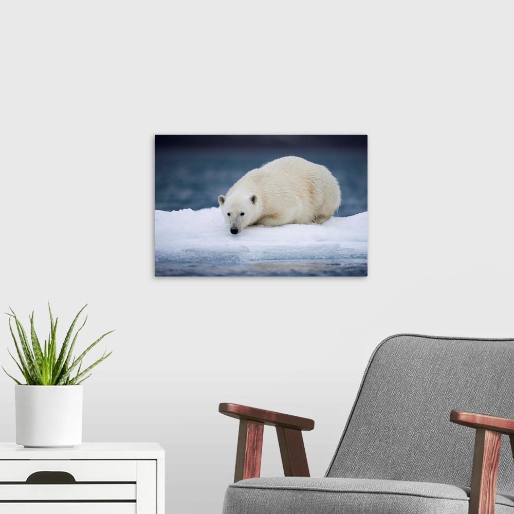 A modern room featuring Norway, Svalbard, Polar Bear (Ursus maritimus) resting on iceberg after swimming near Half Moon I...
