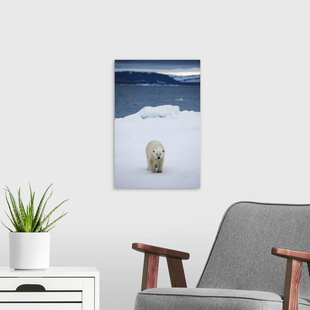 A modern room featuring Norway, Svalbard, Polar Bear (Ursus maritimus) walking on melting iceberg near Half Moon Island o...
