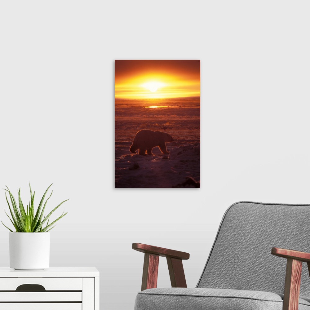 A modern room featuring Polar bear (Ursus maritimus) at sunrise on the pack ice of the frozen coastal plain, 1002 area of...