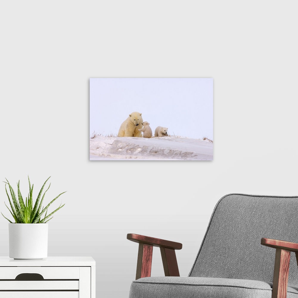 A modern room featuring Polar bear (Ursus maritimus), sow playing with her newborn spring cubs outside their den, mouth o...