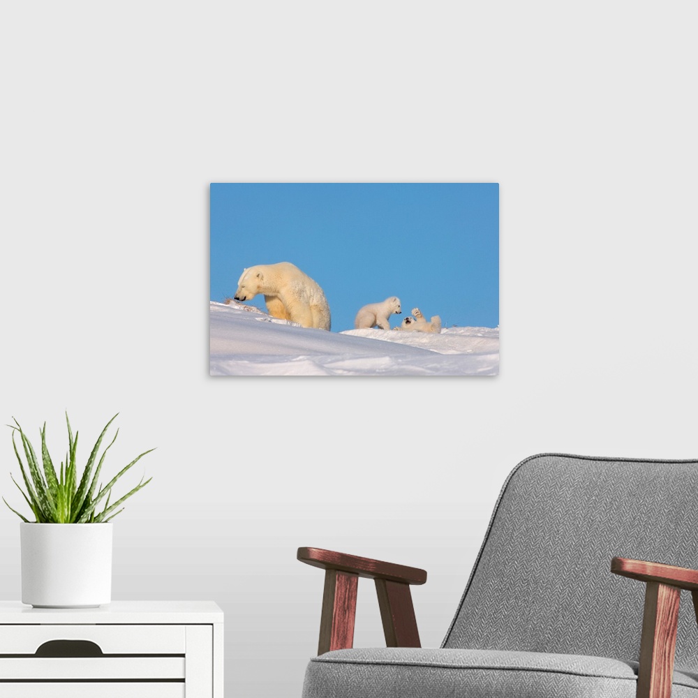 A modern room featuring Polar bear sow feeding on grass to get her digestive system going as her newborn spring cubs play...