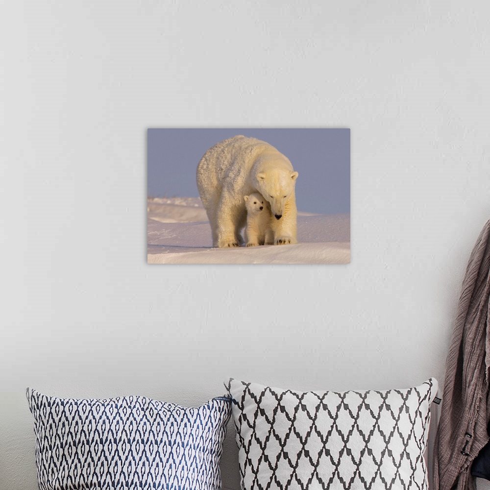 A bohemian room featuring Polar bear sow with newborn spring cubs newly emerged from their den, mouth of Canning River alon...