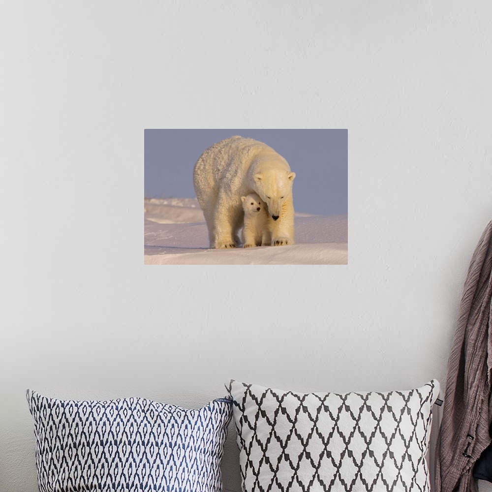 A bohemian room featuring Polar bear sow with newborn spring cubs newly emerged from their den, mouth of Canning River alon...
