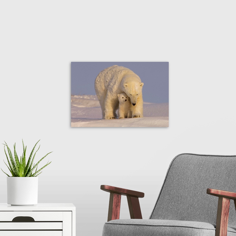 A modern room featuring Polar bear sow with newborn spring cubs newly emerged from their den, mouth of Canning River alon...