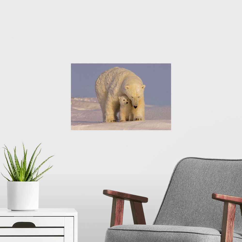 A modern room featuring Polar bear sow with newborn spring cubs newly emerged from their den, mouth of Canning River alon...