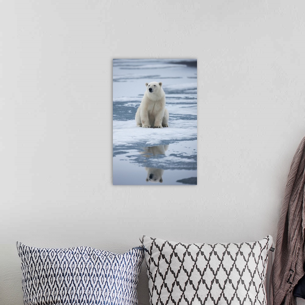 A bohemian room featuring Norway, Svalbard, Nordaustlandet, Polar Bear (Ursus maritimus) sitting on melting fjord ice in Sa...