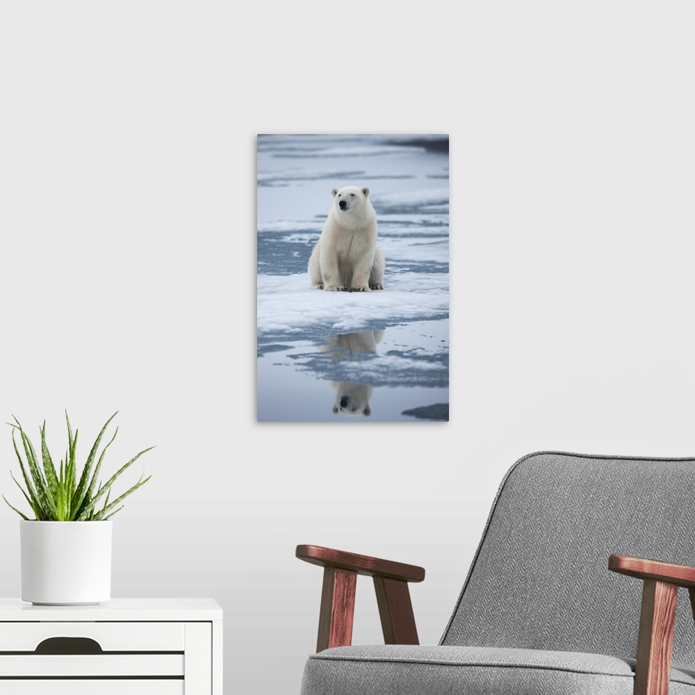A modern room featuring Norway, Svalbard, Nordaustlandet, Polar Bear (Ursus maritimus) sitting on melting fjord ice in Sa...