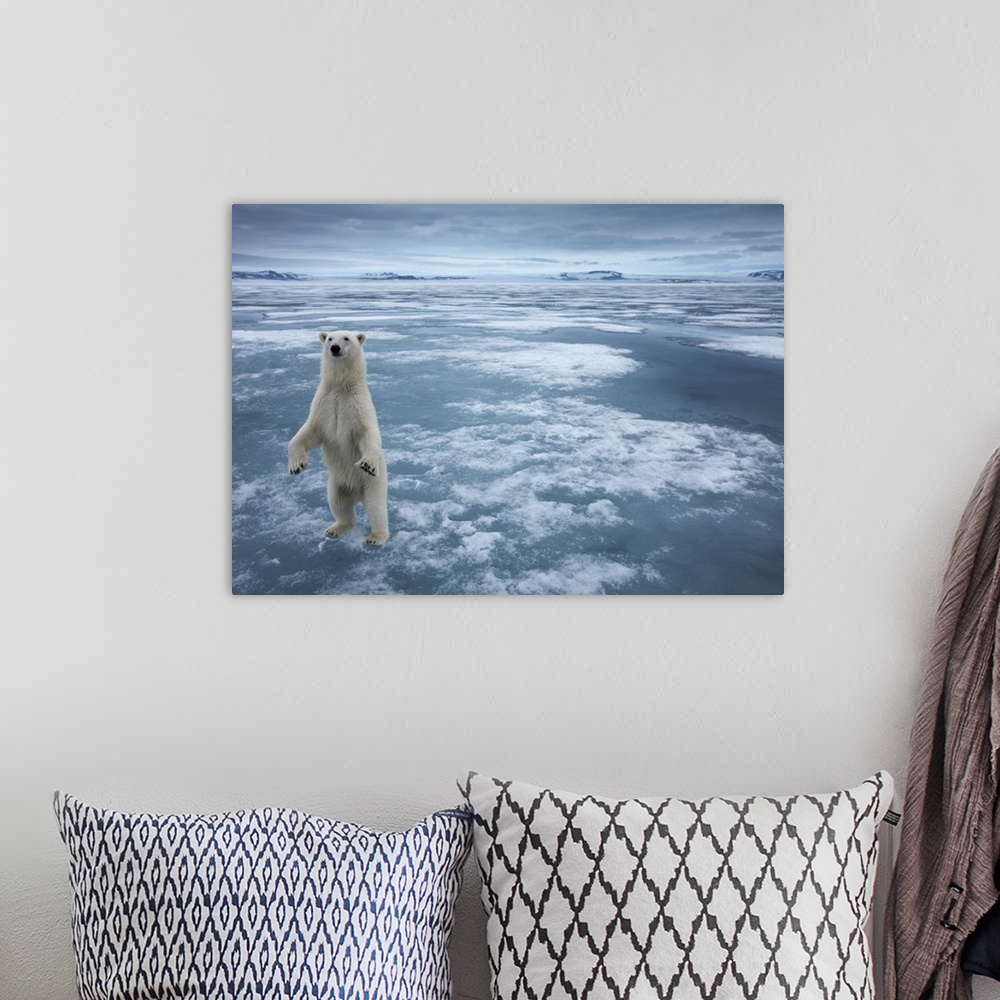 A bohemian room featuring Norway, Svalbard, Nordaustlandet, Polar Bear (Ursus maritimus) standing upright on fjord ice at S...