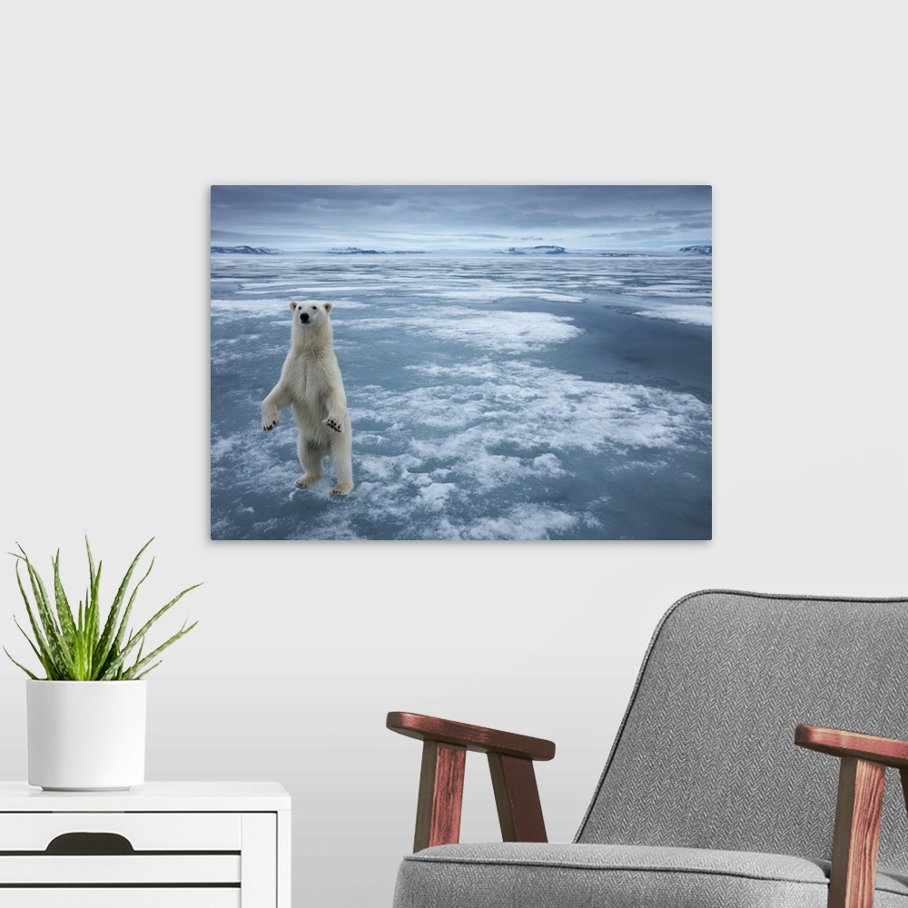 A modern room featuring Norway, Svalbard, Nordaustlandet, Polar Bear (Ursus maritimus) standing upright on fjord ice at S...
