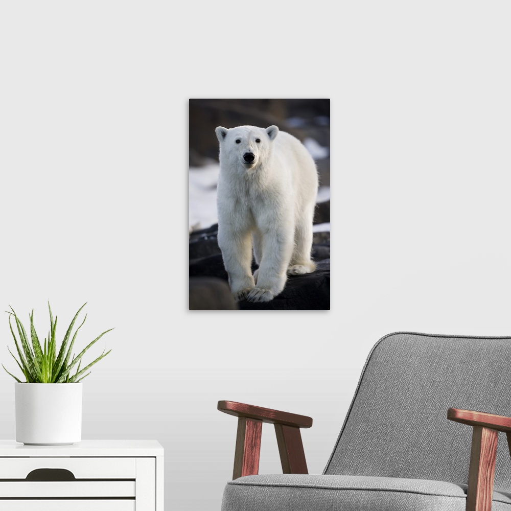 A modern room featuring Norway, Svalbard, Lang..ya Island, Young Polar Bear (Ursus maritimus) sticks out tongue while wal...