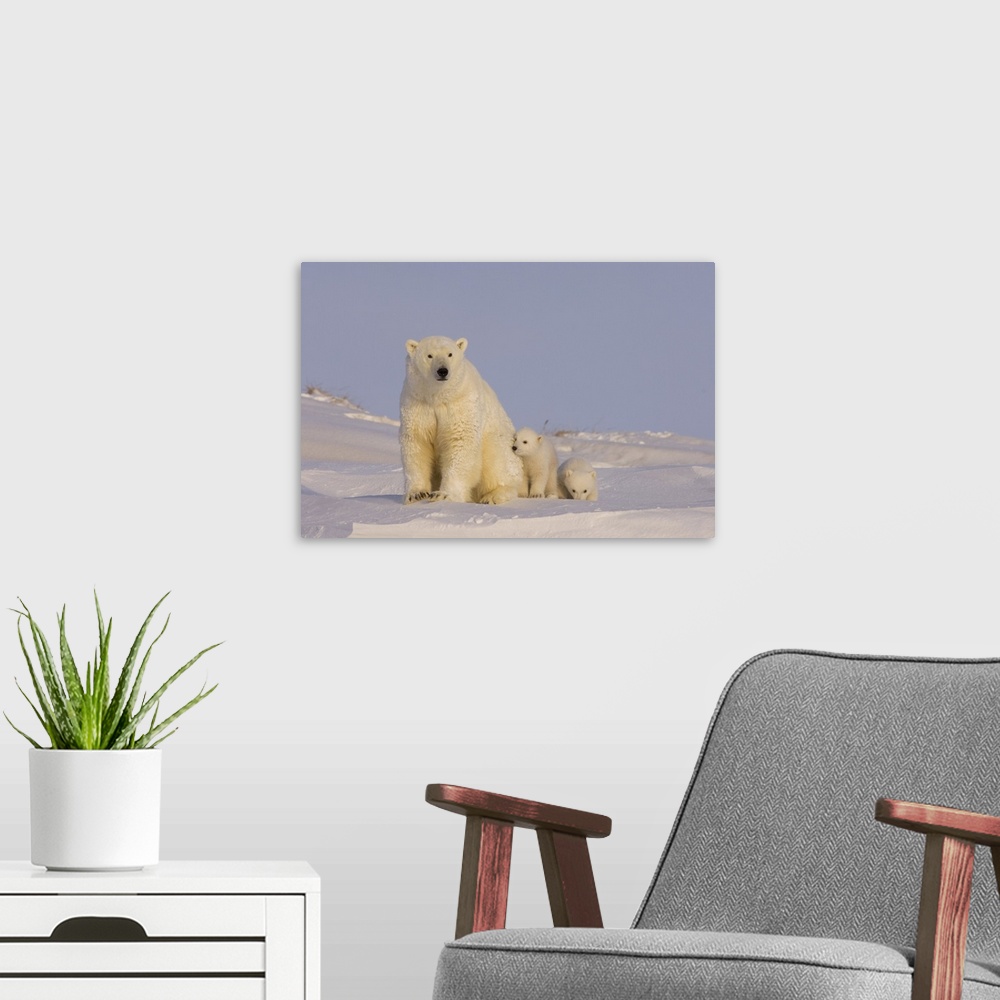 A modern room featuring Polar bear (Ursus maritimus), sow with newborn spring cubs newly emerged from their den, mouth of...