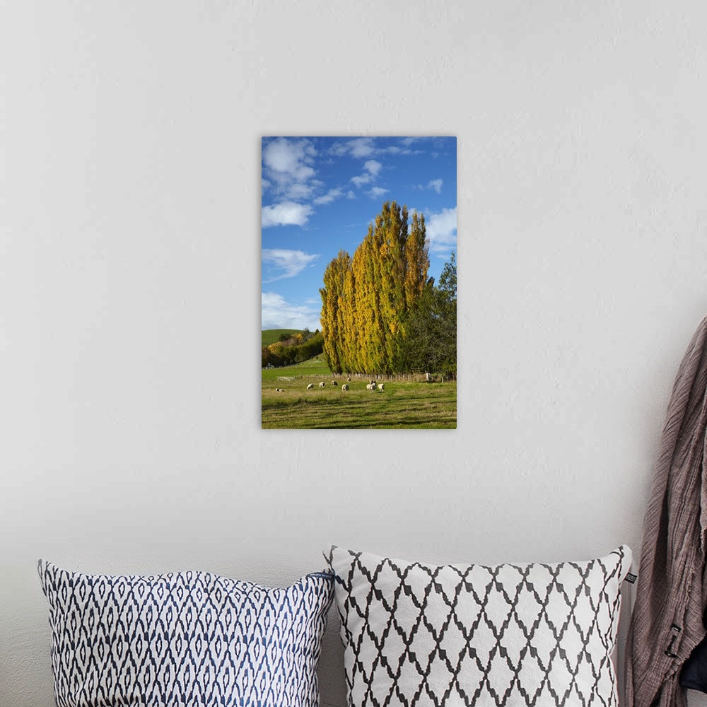 A bohemian room featuring Poplar trees and farmland in autumn, near Lovells Flat, South Otago, South Island, New Zealand.