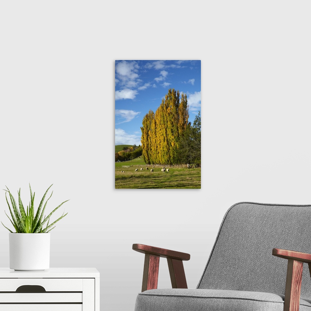 A modern room featuring Poplar trees and farmland in autumn, near Lovells Flat, South Otago, South Island, New Zealand.