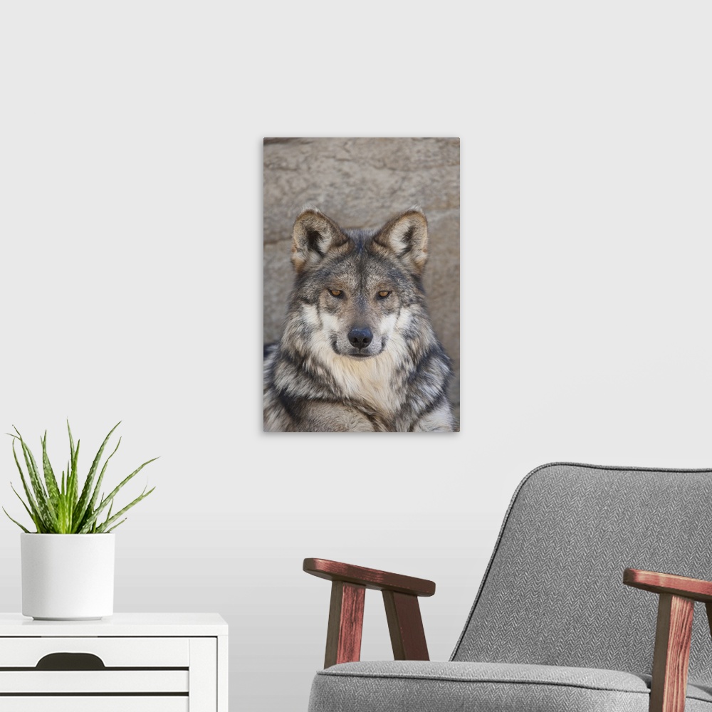 A modern room featuring Portrait of an Adult Wolf, captive.