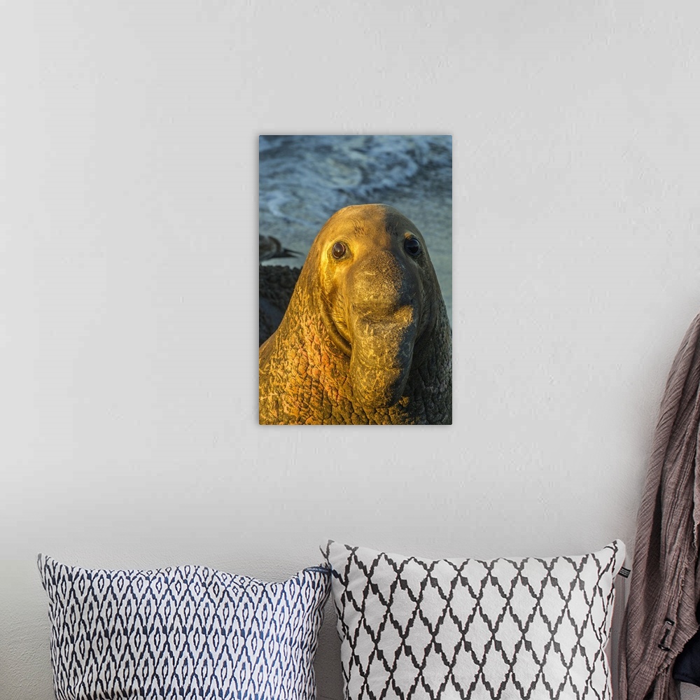 A bohemian room featuring USA, California, San Luis Obispo County. Portrait of northern elephant seal male. Credit: Cathy &...