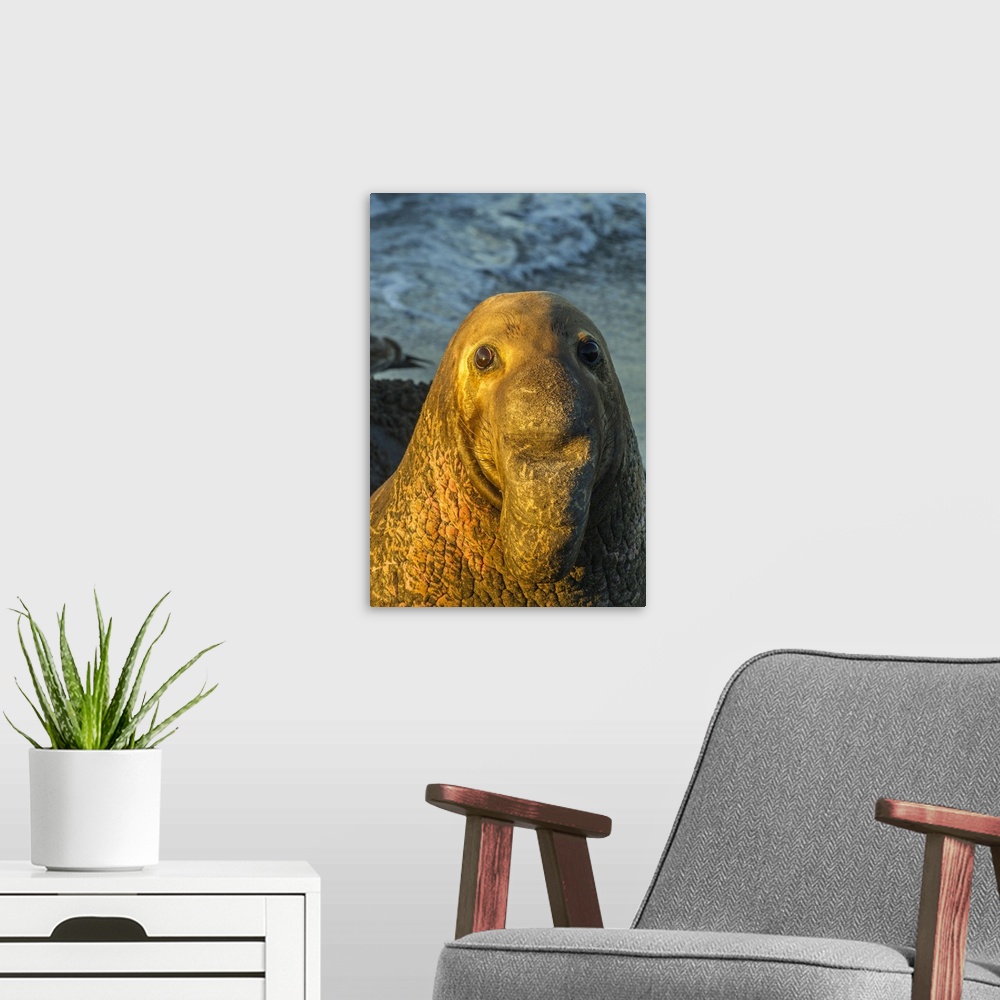 A modern room featuring USA, California, San Luis Obispo County. Portrait of northern elephant seal male. Credit: Cathy &...
