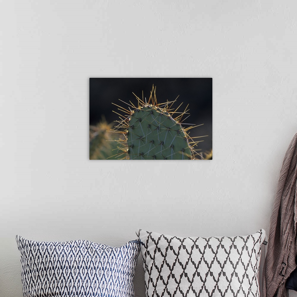 A bohemian room featuring Prickly pear cactus (Opuntia spp), Saguaro National Park, Tucson, Arizona.