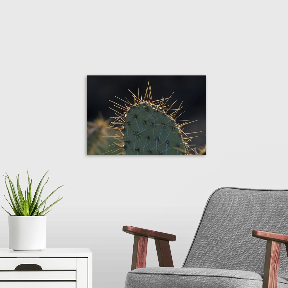 A modern room featuring Prickly pear cactus (Opuntia spp), Saguaro National Park, Tucson, Arizona.