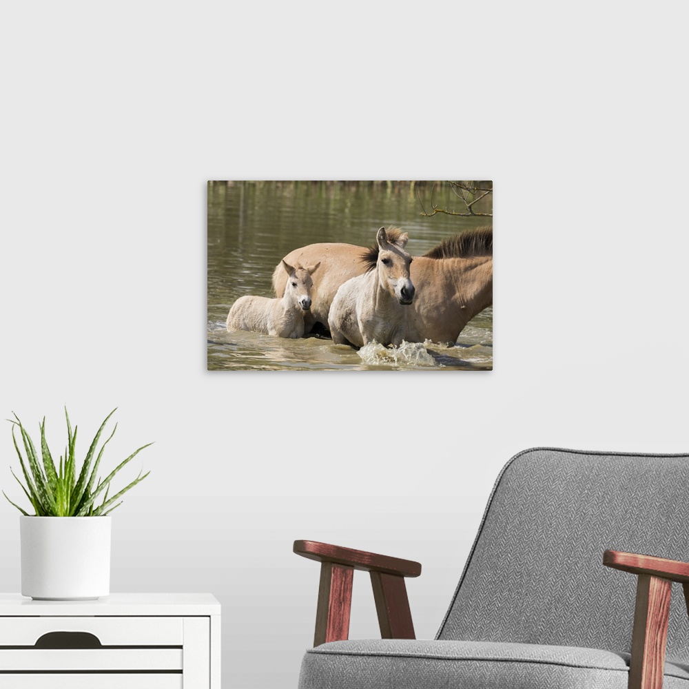 A modern room featuring Przewalskis Horse, Hortobagy National Park. Mare with foal crossing a river, Pentezug Puszta, Hun...