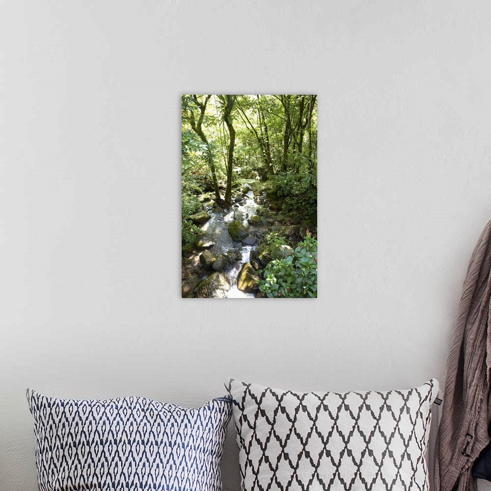A bohemian room featuring Puerto Rico - Filtered sunlight is shining down on a tropical forest stream. Vertical shot.