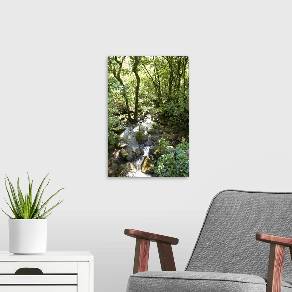 A modern room featuring Puerto Rico - Filtered sunlight is shining down on a tropical forest stream. Vertical shot.