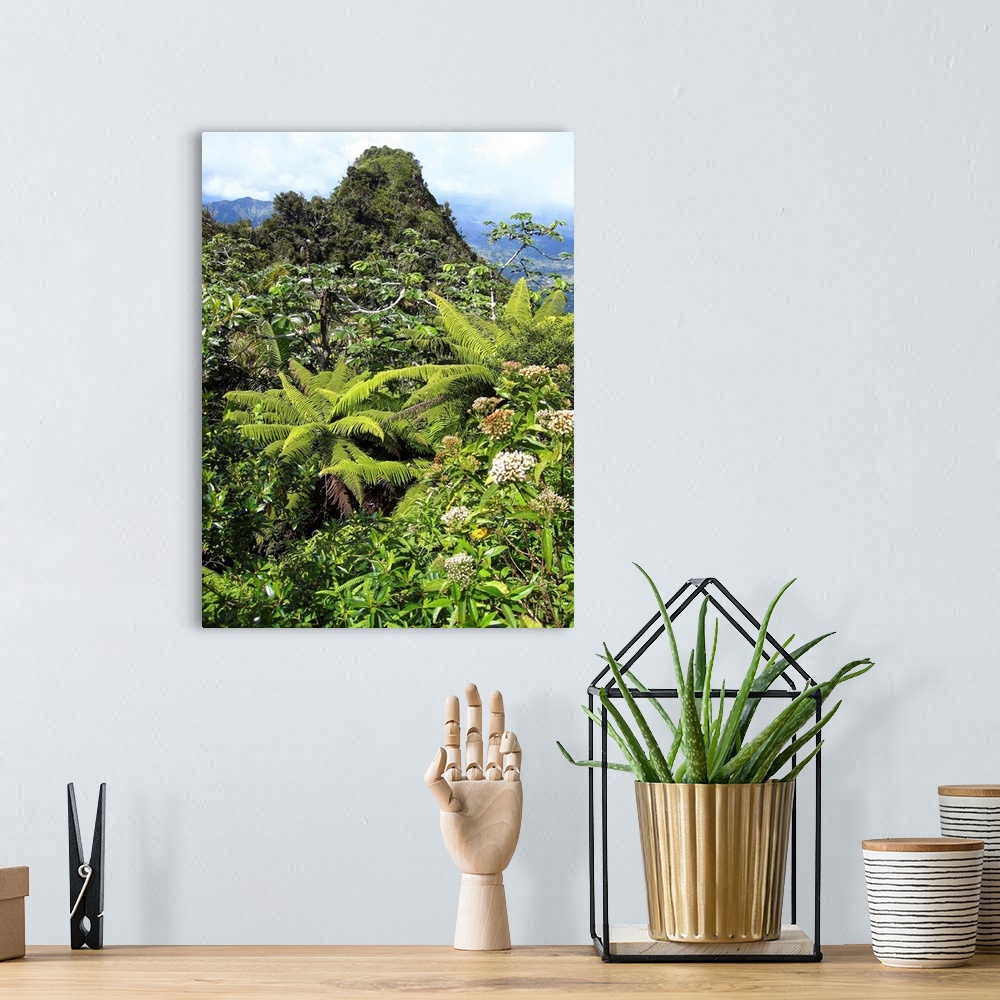 A bohemian room featuring Puerto Rico, Luquillo, El Yunque National Forest, Tropical Rainforest.