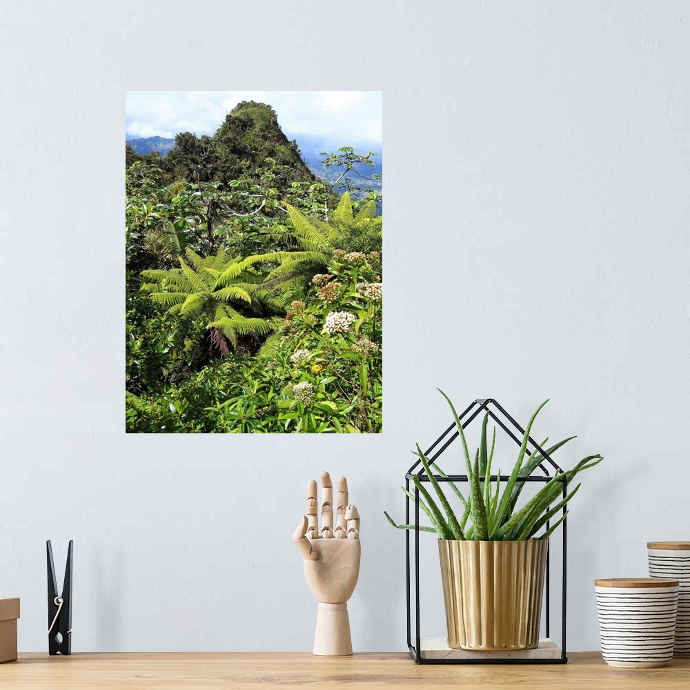 A bohemian room featuring Puerto Rico, Luquillo, El Yunque National Forest, Tropical Rainforest.
