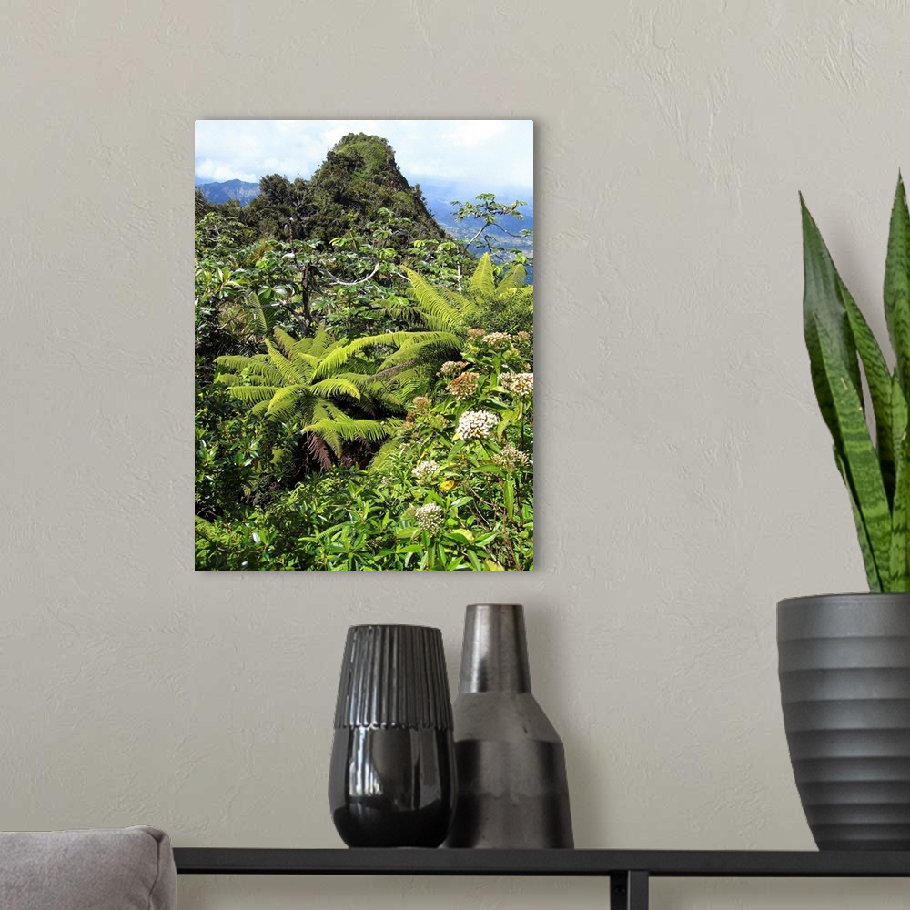 A modern room featuring Puerto Rico, Luquillo, El Yunque National Forest, Tropical Rainforest.