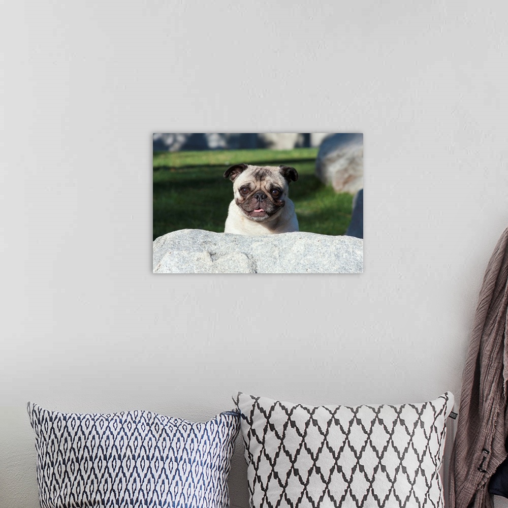A bohemian room featuring Pug peaking up behind a rock