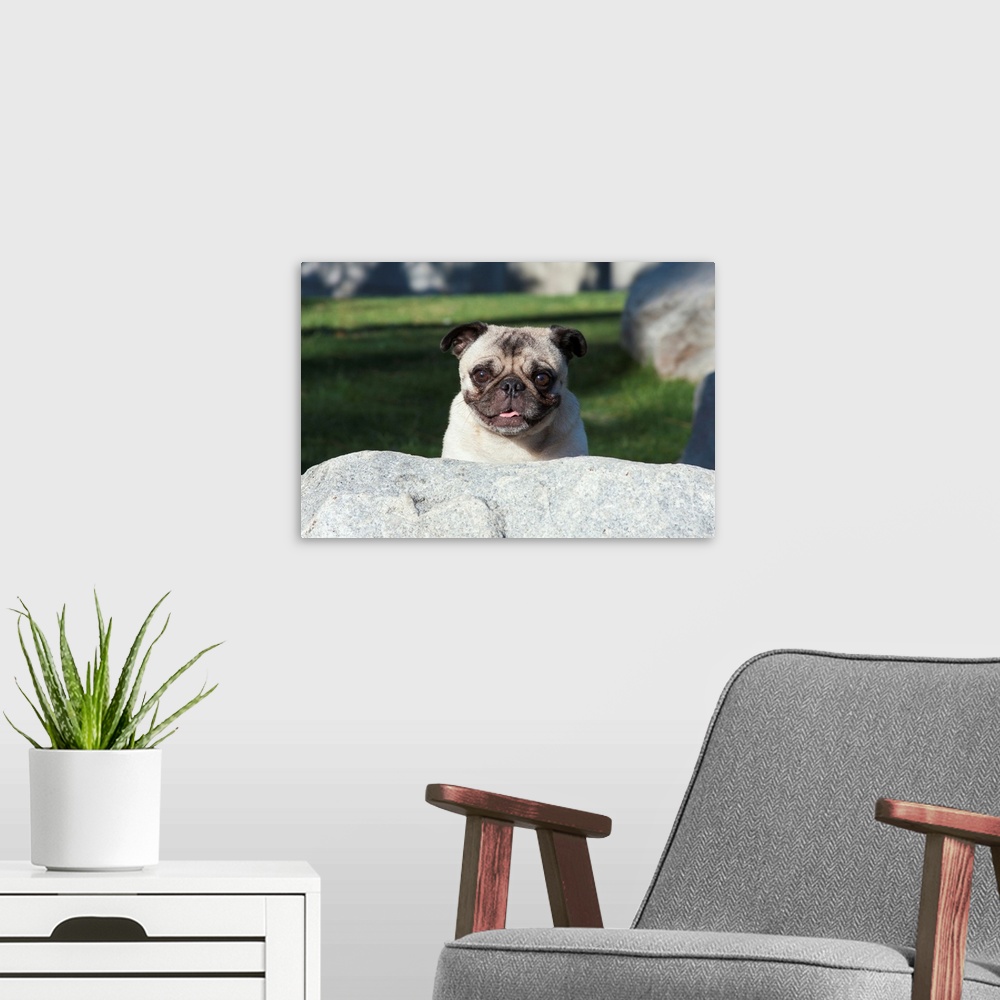A modern room featuring Pug peaking up behind a rock