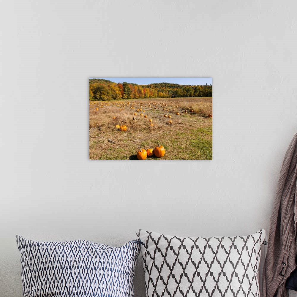 A bohemian room featuring Pumpkin patch and autumn leaves in Vermont countryside, USA