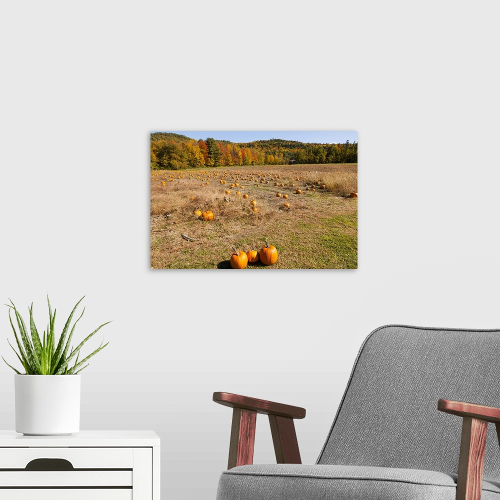 A modern room featuring Pumpkin patch and autumn leaves in Vermont countryside, USA