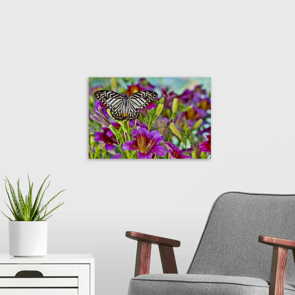 A modern room featuring Purple painted tongue flowers and black striped tropical butterfly.
