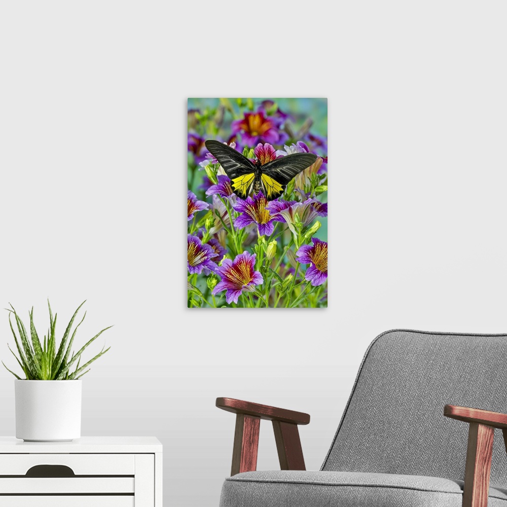 A modern room featuring Purple painted tongue flowers and male birdwing butterfly, Troides aeacus thomsonii