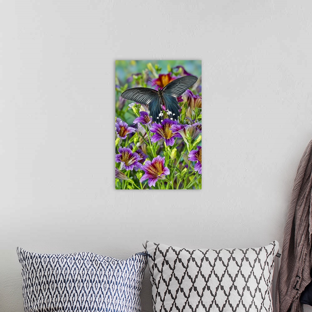 A bohemian room featuring Purple painted tongue flowers, tropical butterfly, Papilio alcemenor f. leucoclis