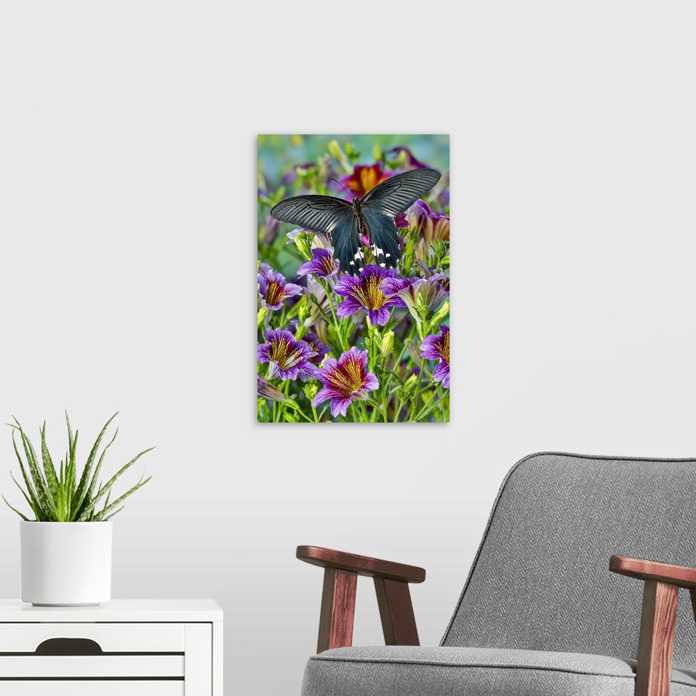A modern room featuring Purple painted tongue flowers, tropical butterfly, Papilio alcemenor f. leucoclis